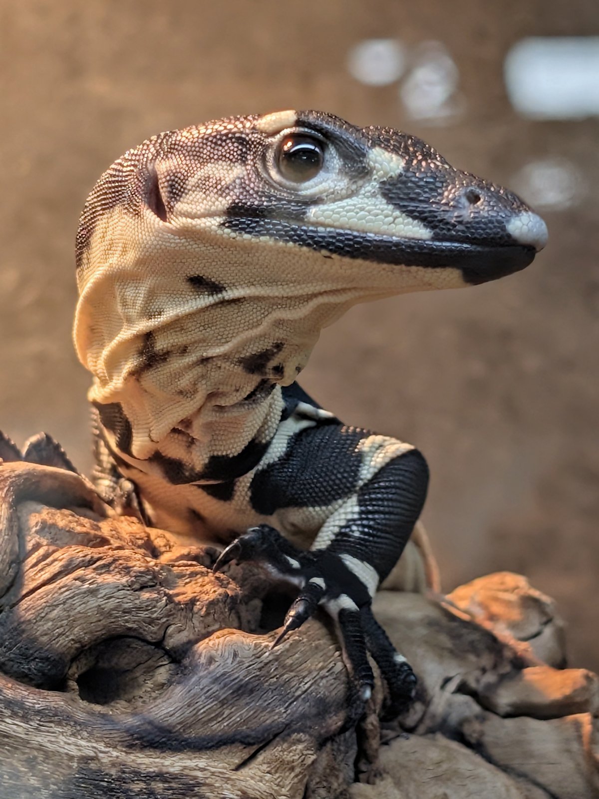 Lace monitor